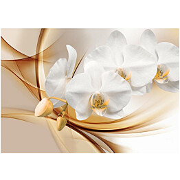 Kuvatapetti Artgeist Orchid blossom eri kokoja