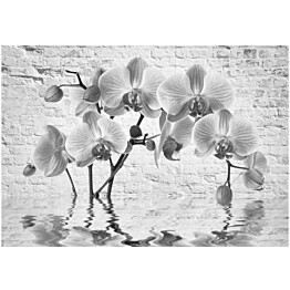 Kuvatapetti Artgeist Orchid in Shades of Gray eri kokoja