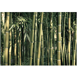 Kuvatapetti Artgeist Bamboo Exotic eri kokoja