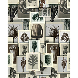 Paneelitapetti Mindthegap Blossfeldt&#039;s Art Forms 1,56x3 m harmaa