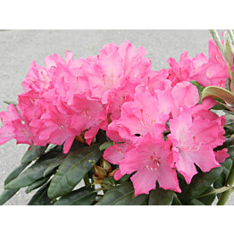 Tarhanukka-Alppiruusu Viheraarni Rhododendron Hellikki 30-40