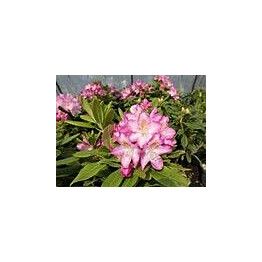 Alppiruusu Eija Viheraarni Rhododendron Eija 30-40