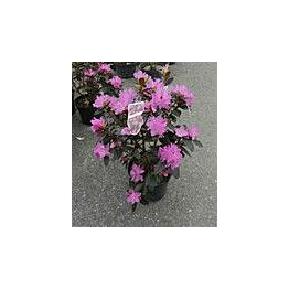 Dahurianalppiruusu Viheraarni Rhododendron P.J. Mezitt 30-40