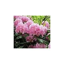 Alppiruusu Viheraarni Rhododendron Helsingin Yliopisto 30-40