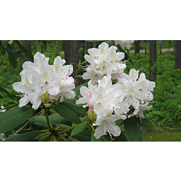 Valkoalppiruusu Viheraarni Rhododendron Cunninghams White 80-100 C40