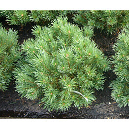 Kääpiövuorimänty Viheraarni Pinus Mugo Var. Pumilio 40-50