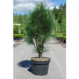 Pilarimustamänty Viheraarni Pinus Nigra Green Tower 40-60