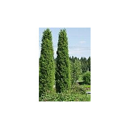 Pilarikataja Viheraarni Juniperus Communis Pyramidalis 100-120