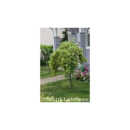 Riippahernepuu Viheraarni Caragana Arborescens Pendula 180-