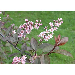 Rusotuomi Viheraarni Prunus Virginiana Schubert 150-200