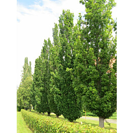 Kartiotammi Viheraarni Quercus Robur Fastigiata 150-200