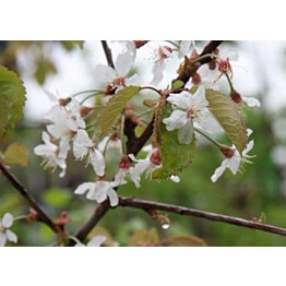 Makeakirsikka Viheraarni Prunus Avium Meelika