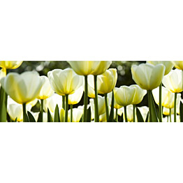 Välitilatarra Dimex White Tulips 180-350x60cm
