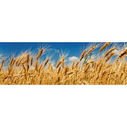 Välitilatarra Dimex Wheat Field 180-350x60cm
