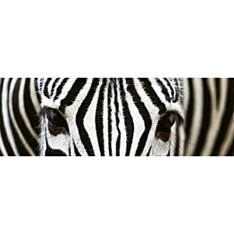Välitilatarra Dimex Zebra 180-350x60cm
