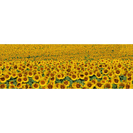 Välitilatarra Dimex Sunflowers 180-350x60cm