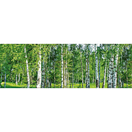 Välitilatarra Dimex Birch Grow 180-350x60cm