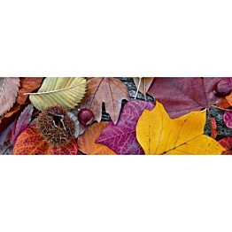 Välitilatarra Dimex Autumn Leaves 180-350x60cm
