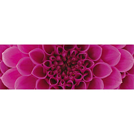 Välitilatarra Dimex Pink Dahlia 180-350x60cm