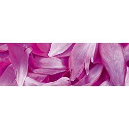 Välitilatarra Dimex Violet Petals 180-350x60cm