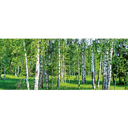 Kuvatapetti Dimex  Birch Grow 375 x 150 cm