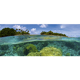 Kuvatapetti Dimex Coral Reef 375 x 150 cm