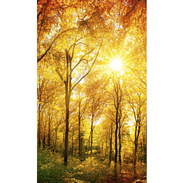 Kuvatapetti Dimex  Sunny Forest 150 x 250 cm