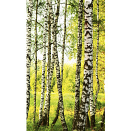 Kuvatapetti Dimex  Birch Forest 150 x 250 cm