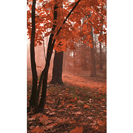 Kuvatapetti Dimex  Misty Forest 150 x 250 cm