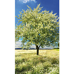 Kuvatapetti Dimex  Blossom Tree 150 x 250 cm