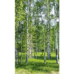 Kuvatapetti Dimex  Birch Grow 150 x 250 cm
