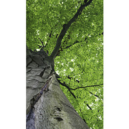 Kuvatapetti Dimex  Treetop  150 x 250 cm