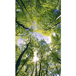Kuvatapetti Dimex  Trees  150 x 250 cm