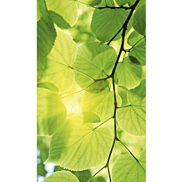Kuvatapetti Dimex  Green Leaves 150 x 250 cm
