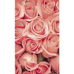 Kuvatapetti Dimex  Roses  150 x 250 cm