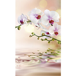 Kuvatapetti Dimex  White Orchid 150 x 250 cm