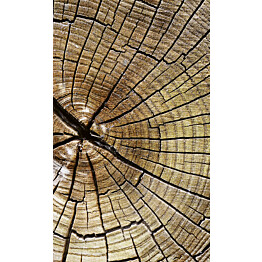 Kuvatapetti Dimex  Wood  150 x 250 cm