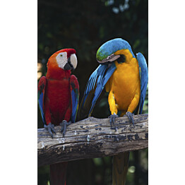 Kuvatapetti Dimex  Colorful Macaw 150 x 250 cm