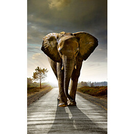 Kuvatapetti Dimex  Walking Elephant 150 x 250 cm
