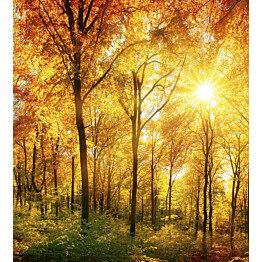 Kuvatapetti Dimex  Sunny Forest 225 x 250 cm