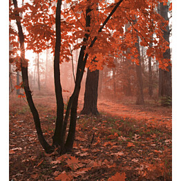 Kuvatapetti Dimex  Misty Forest 225 x 250 cm
