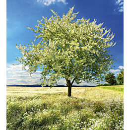 Kuvatapetti Dimex  Blossom Tree 225 x 250 cm
