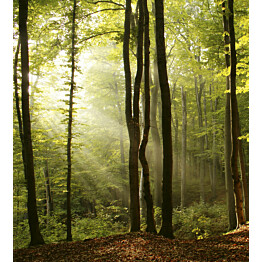 Kuvatapetti Dimex  Forest  225 x 250 cm