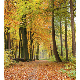 Kuvatapetti Dimex  Autumn Forest 225 x 250 cm