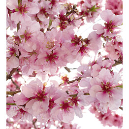 Kuvatapetti Dimex  Apple Blossom 225 x 250 cm