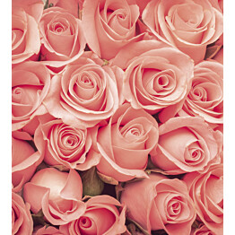 Kuvatapetti Dimex  Roses  225 x 250 cm