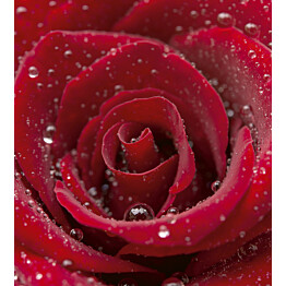 Kuvatapetti Dimex  Red Rose 225 x 250 cm
