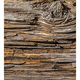 Kuvatapetti Dimex  Tree Bark 225 x 250 cm