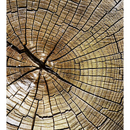 Kuvatapetti Dimex  Wood  225 x 250 cm