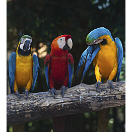 Kuvatapetti Dimex  Colorful Macaw 225 x 250 cm